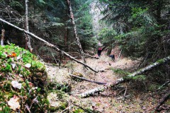 Sächsische Schweiz mit Hund WalkYourDog 11