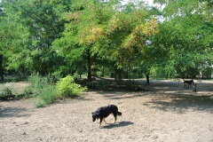 Schöneberger-Inselhunde-Walk-Your-Dog-7