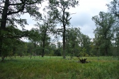 Spandauer-Forst-WalkYourDog-2