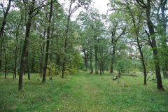Spandauer-Forst-WalkYourDog-3