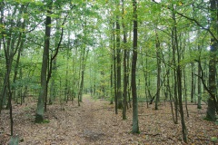 Spandauer-Forst-WalkYourDog-4