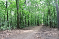 Spandauer-Forst-WalkYourDog-9