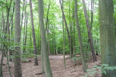 Tegeler-Forst-WalkYourDog-1