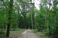 Tegeler-Forst-WalkYourDog-5