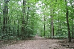 Tegeler-Forst-WalkYourDog-6