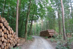 Tegeler-Forst-WalkYourDog-7