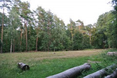 Tegeler-Forst-WalkYourDog-8