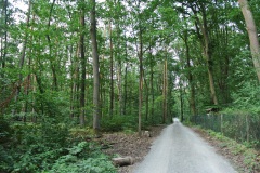 Tegeler-Forst-WalkYourDog-9