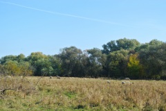 Tiefwerder-Wiesen-WalkYourDog-3
