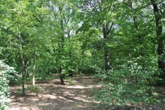 Volkspark-Jungfernheide-5