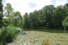 Volkspark-Jungfernheide-6