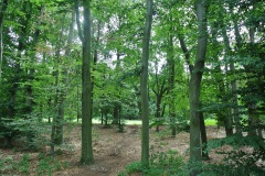 Volkspark-Rehberge-Berlin-3