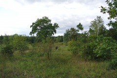 Volkspark-Wuhlheide-WalkYourDog2