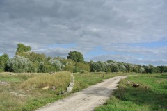 Volkspark-Wuhlheide-WalkYourDog6