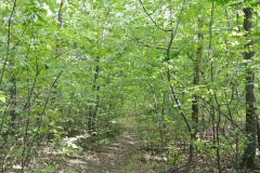 Volkspark-Wuhlheide-WalkYourDog8