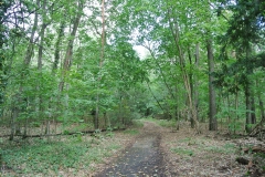 Waldgebiet-Frohnau-2