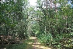 Waldgebiet-Frohnau-3