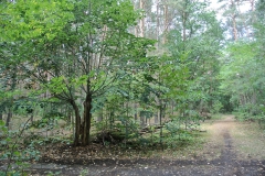 Waldgebiet-Frohnau-4