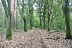 Waldgebiet-Frohnau-5