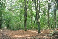 Waldgebiet-Frohnau-6