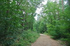 Waldgebiet-Frohnau-8