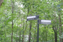 Waldgebiet-Frohnau-9