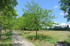 Wuhlgarten-WalkYourDog-8