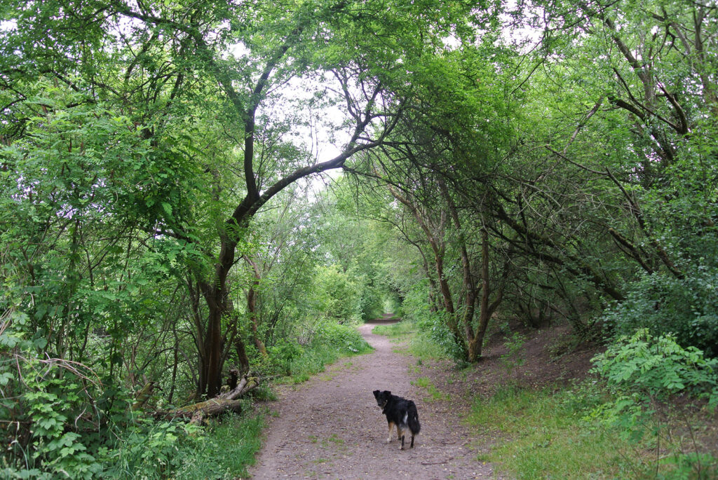 Hundeauslaufgebiet Blankenfelde