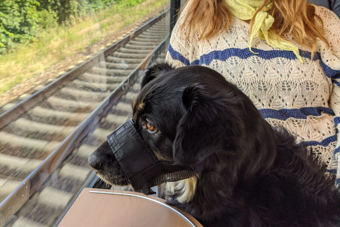 Was du bei einer Bahnfahrt mit deinem Hund beachten musst