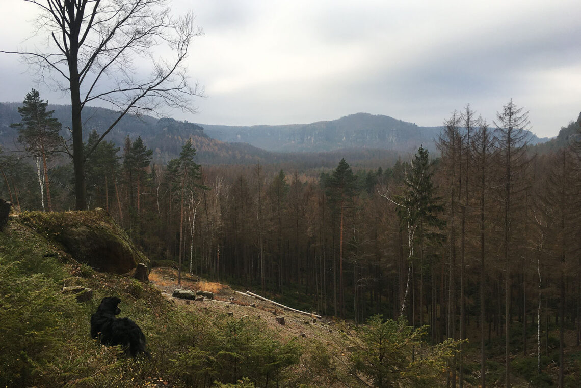 Sächsische Schweiz mit Hund