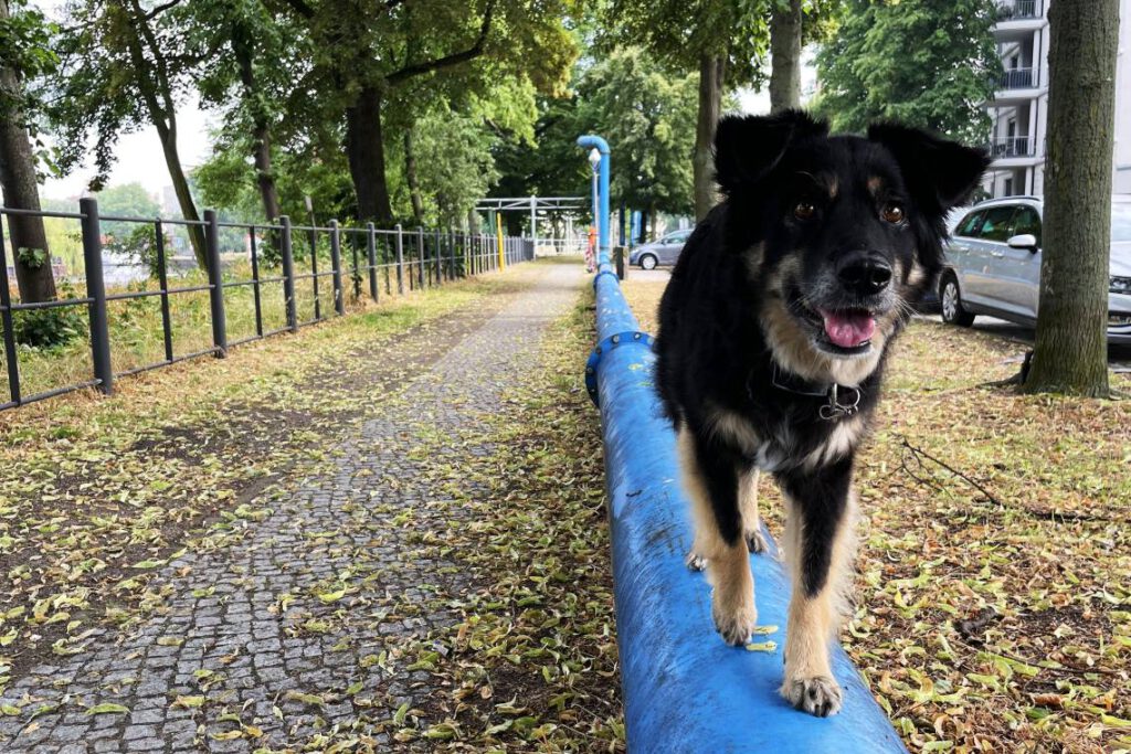 Hunde balancieren beibringen