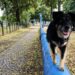 Hunde balancieren beibringen