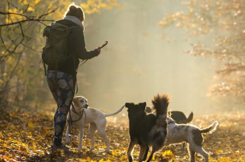 Hundetraining Berlin