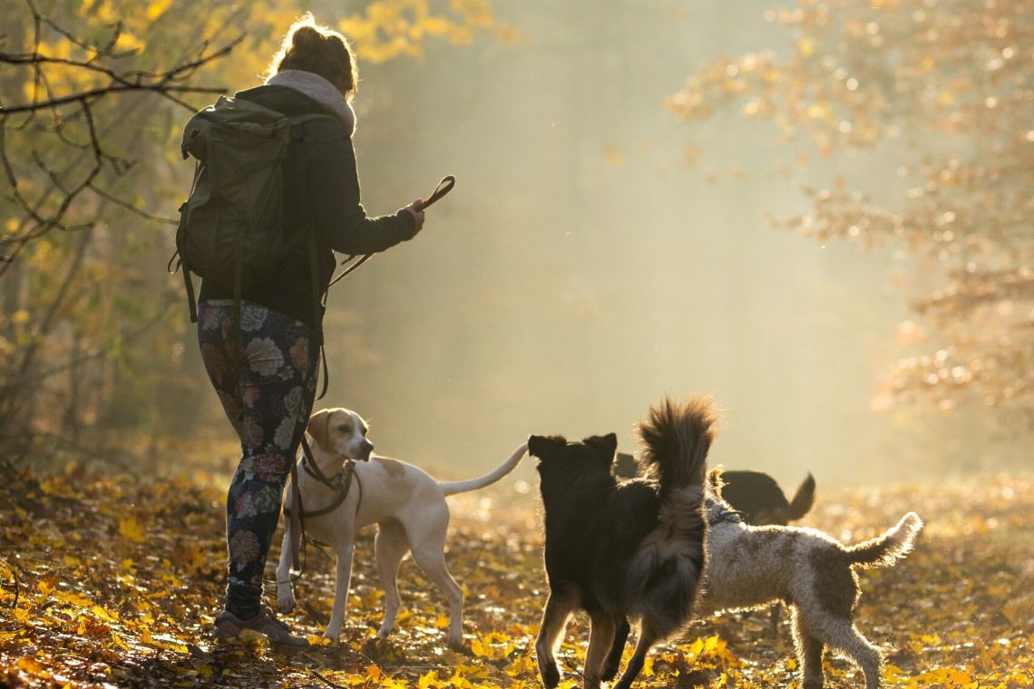 Hundetraining Berlin